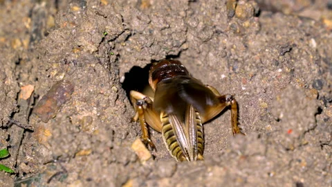 Cricket make sound for mating behavior Video stock 163650784
