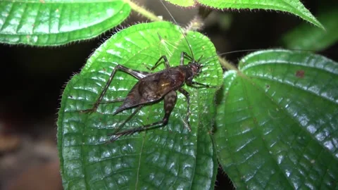 Cricket, Malaysia Stock Footage 134857453