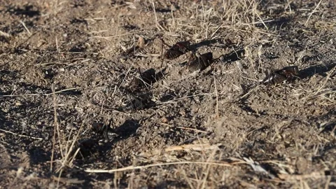 Cricket Migration Nevada Stock Footage 134505353