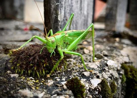 Cricket in Motion Foto stock