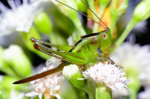 Cricket nymph Stock Photos