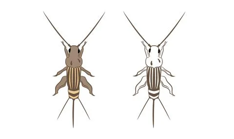 Cricket or Grylloidea Vector Illustrazione stock