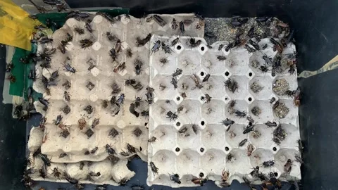 Cricket in paper pulp egg tray for sale on market. Stock Footage 257780650