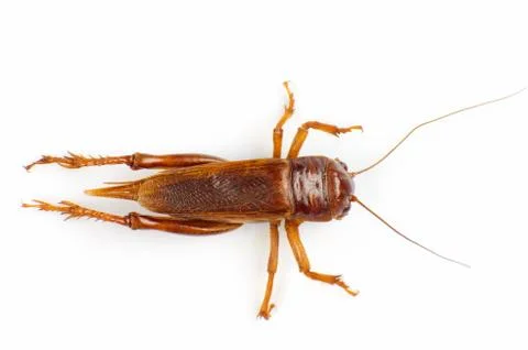 Cricket Stock Photos