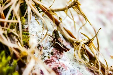 Cricket Stock Photos