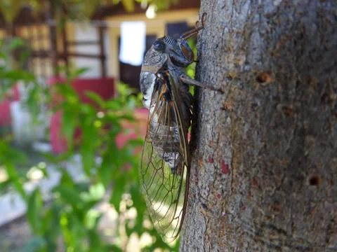 Cricket Stock Photos