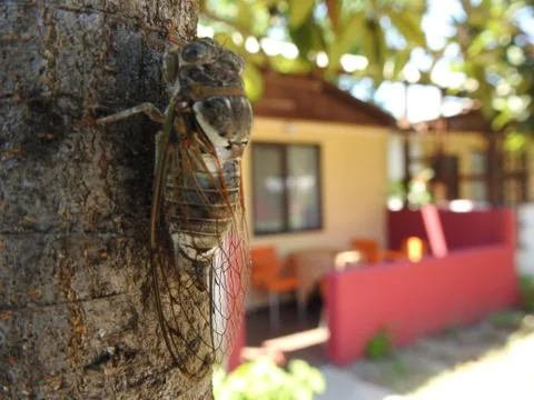 Cricket Stock Photos