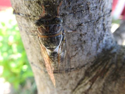 Cricket Stock Photos