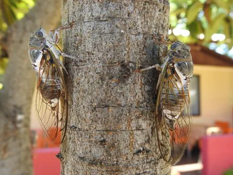Cricket Stock Photos