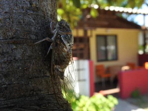 Cricket Stock Photos