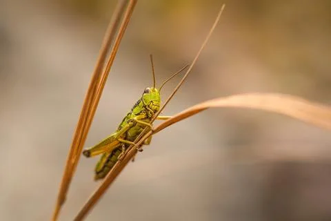 Cricket 스톡 사진