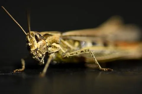 Cricket Stock Photos