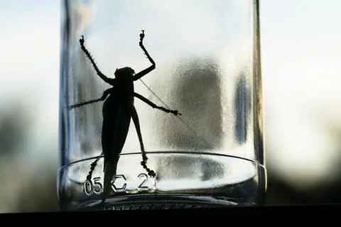 Cricket Stock Photos