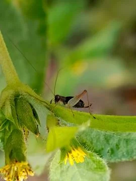 Cricket Stock Photos