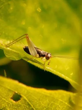 Cricket Stock Photos