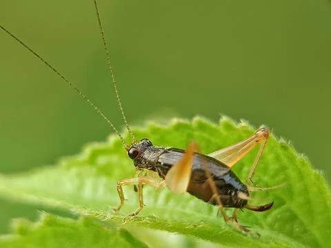 Cricket Stock Photos