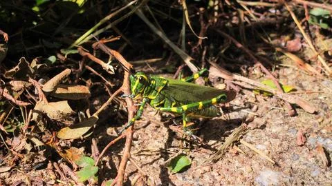 Cricket  Stock Photos