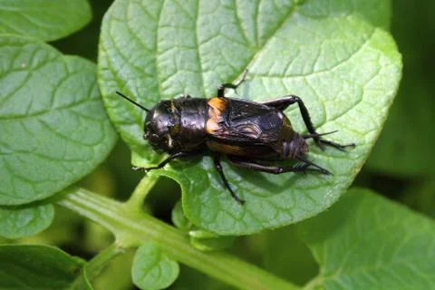 Cricket on a potato leaf Stock Photos