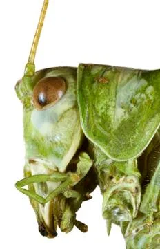 Cricket profile Stock Photos