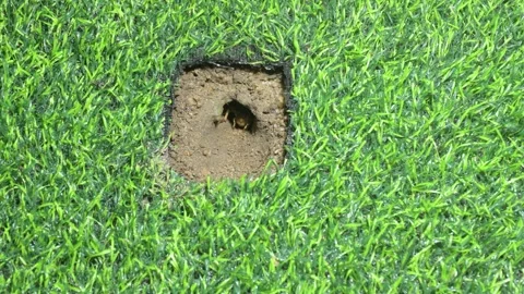 Cricket quickly calls for a mate. Stock Footage 294368472