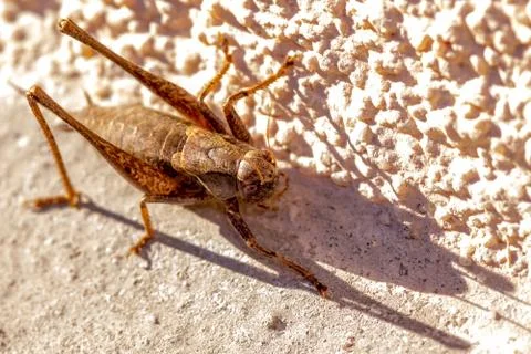 A cricket ready to jump Stock-Fotos