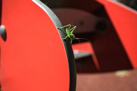 Cricket on a red plank Stock Photos