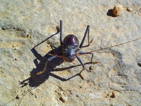 Cricket on a rock Stock Photos