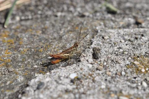 Cricket on rocks Foto stock