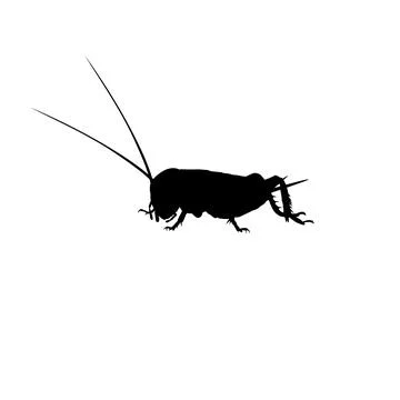 Cricket Silhouette Isolated Stock Illustration