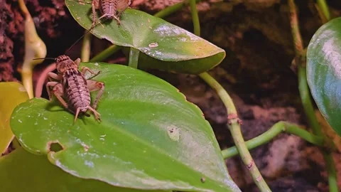 A Cricket is sitting on a leaf Stock Footage 264291709