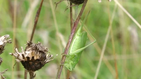 Cricket sitting on a stalk Stock Footage 279140277