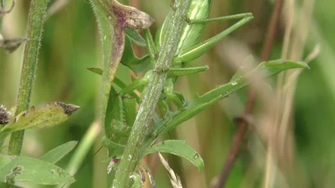 Cricket sitting on a stalk on a meadow  Stock Footage 279140295