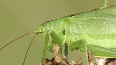Cricket sitting on a withered flower head, close up Stock Footage 279140199