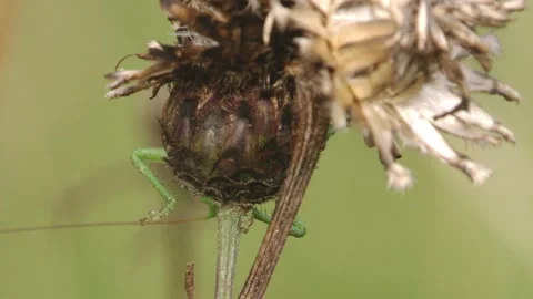 Cricket sitting on a withered flower head Stock Footage 279140256