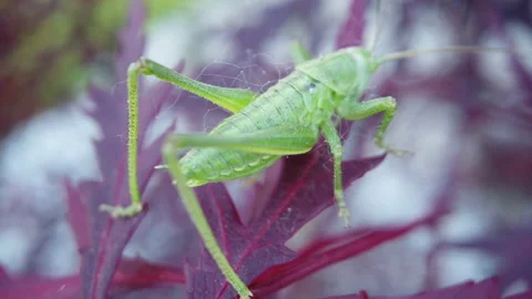 Cricket standing on a leaf close up Stock Footage 133932144