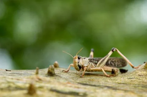 Cricket on tree Stock Photos