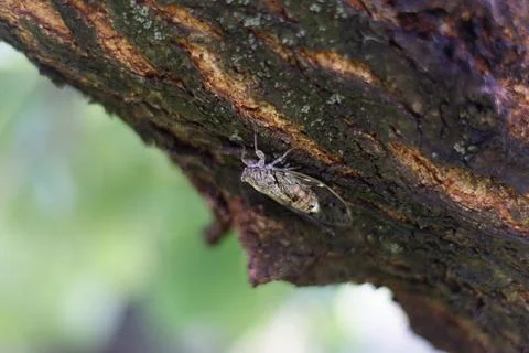 Cricket on a tree Foto stock