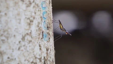 A cricket on a tree trunk Stock-Footage 312777862