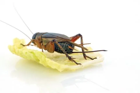 Cricket in a white background Stock Photos