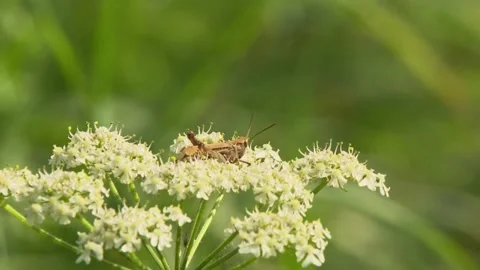 Cricket on White Flower Umbel Stock Footage 314896430