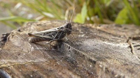 Cricket on wood Stock Footage 93393985