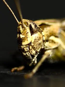 Cricketface Stock Photos