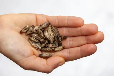 Crickets (Acheta Domestica) are obvious Stock Photos