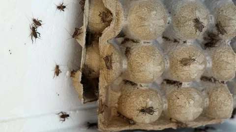 Crickets are kept in containers to feed reptiles. Stock Footage 306040168