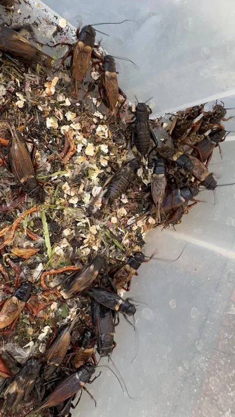 Crickets in breeding container with egg carton and food Stock Footage 307844857