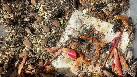 Crickets in breeding container with egg carton and food Stock Footage 307844952