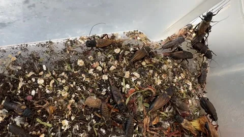 Crickets in breeding container with egg carton and food Stock Footage 307844953