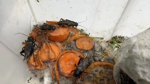 Crickets in breeding container with egg carton and food Stock Footage 307845150