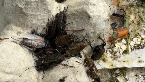Crickets in breeding container with egg carton and food Stock Footage 307845169