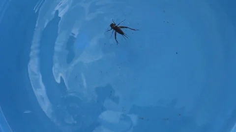 The crickets in the bucket of water Stock Footage 78212396